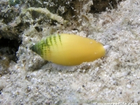 Imbricaria olivaeformis