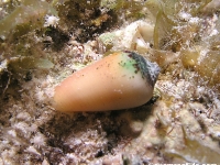 Imbricaria punctata