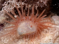 Lima fragilis