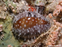 Lyncina vitellus