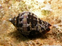 Nassa francolina