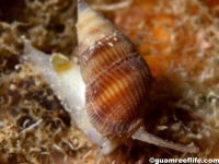 Nassarius cf. concinnus