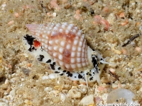 Nassarius papillosus