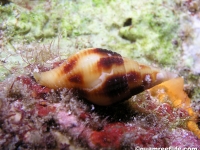 Nebularia cf. contracta