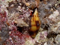 Nebularia chrysostoma