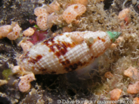 Neocancilla clathrus
