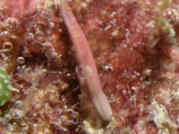 Nereididae sp. A (epitoke)