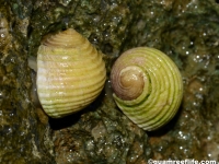 Nerita plicata