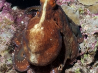 Octopus cyanea