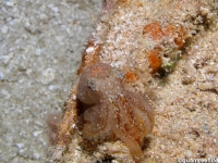 Octopus sp. A