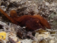 Octopus sp. C