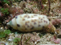 Oliva annulata