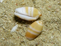 Oliva carneola