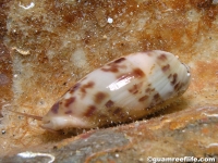 Oliva cf. efasciata berti