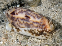 Oliva miniacea