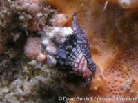 Orphanopusia patriarchalis