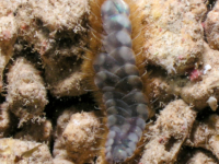 Paralepidonotus ampulliferus