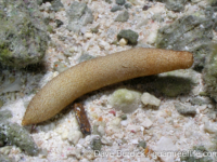 Phascolosoma nigrescens