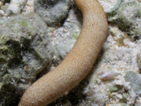 Phascolosoma nigrescens