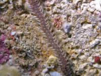 Pherecardia striata