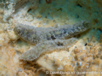 Polychaeta sp. B