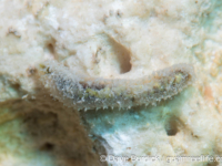 Polychaeta sp. B