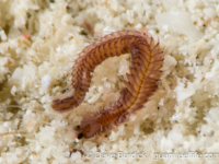 Polychaeta sp. C