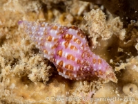 Prodotia iostoma