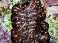 Pseudobiceros bedfordi