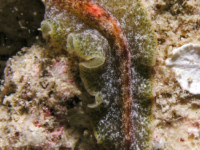 Pseudobiceros murinus