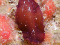 Pseudoceros rubronanus