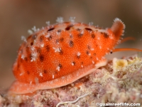 Ransoniella punctata
