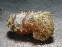Sepia latimanus