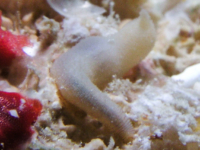 Sipuncula sp. A