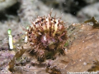Spondylus cf. nicobaricus