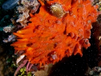 Spondylus sp. A