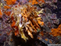 Spondylus sp. B (Chamidae?)