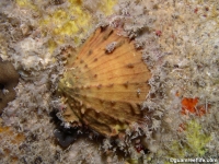 Spondylus sp. C