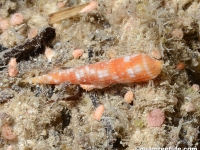 Terebra cf. affinis