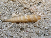 Terebra undalata