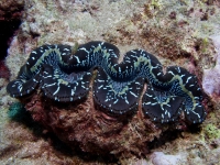 Tridacna maxima