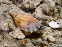 Tridentarius dentatus