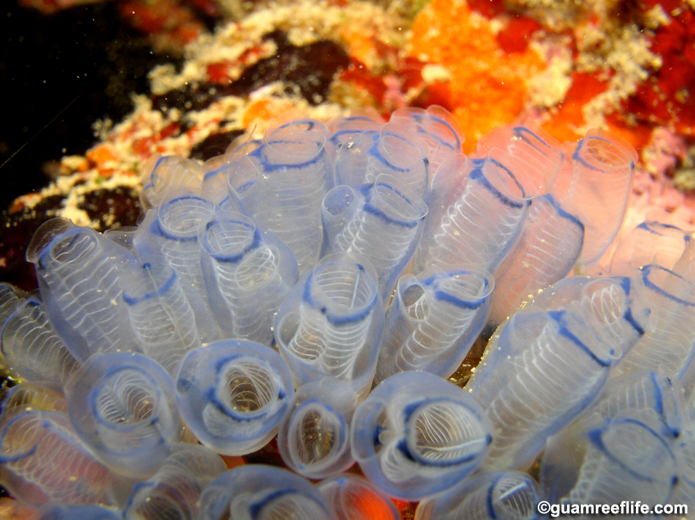 ascidians