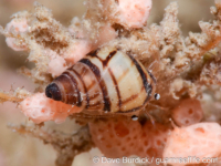 Littoraria undulata?