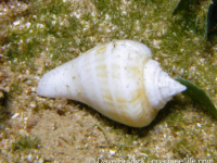 Maculastrombus maculatus?