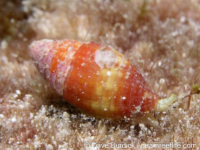 Pseudonebularia? sp. A