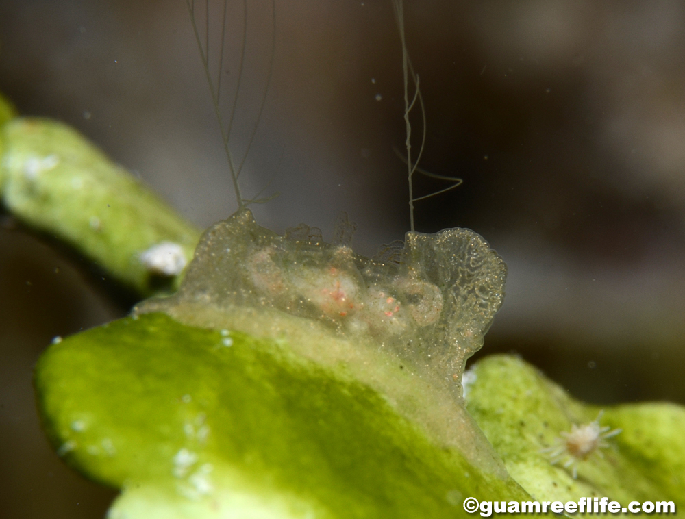 ctenophores