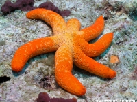 echinoderms