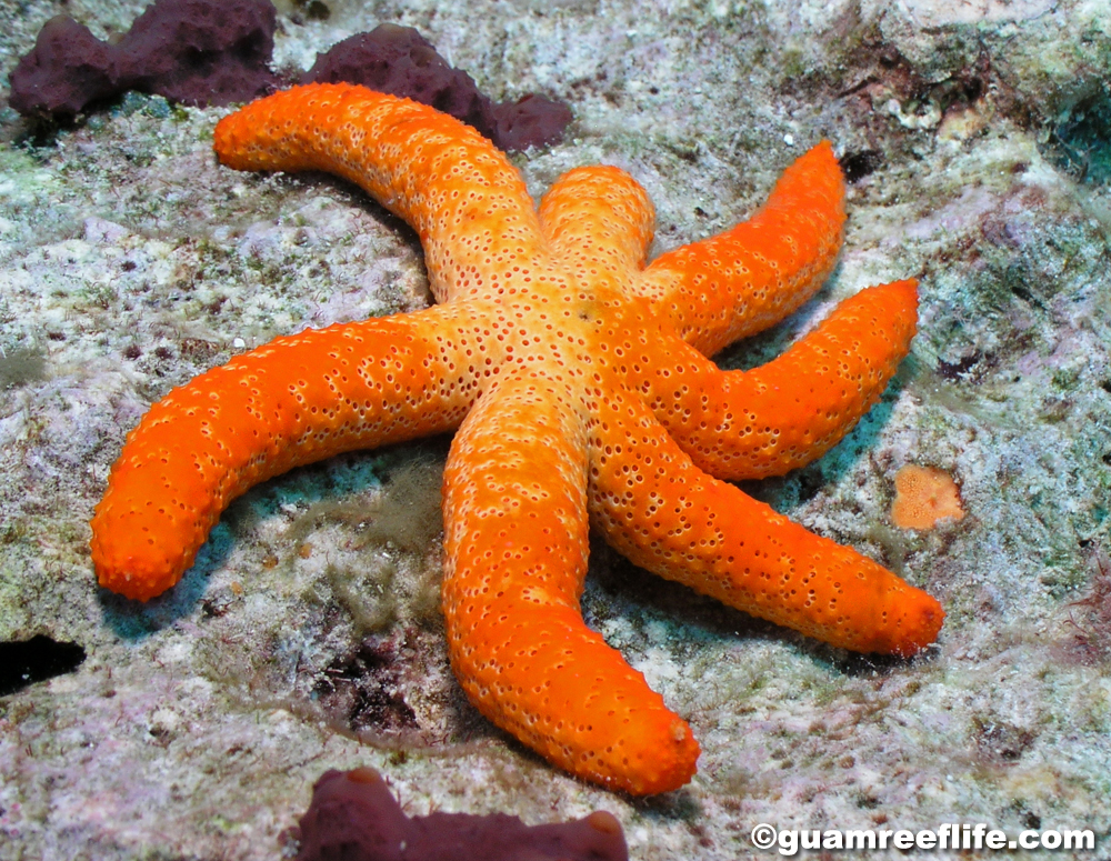 echinoderms