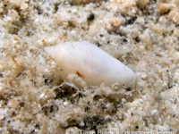 gastropod sp. A